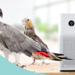 The Top 5 Air Purifiers For Bird Dander